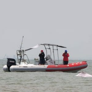 Senous | 650L MTA Rib